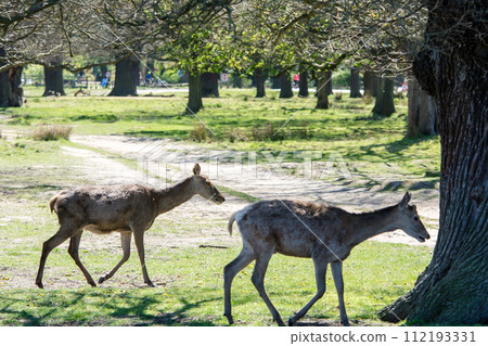 A deer strolling through a large park surrounded by branches and large trees that are beginning to sprout new buds. At Richmond Park on the outskirts of London. A deer strolling through a large park surrounded by branches and large trees that are beginning to sprout new buds. At Richmond Park on the outskirts of London. 112193331