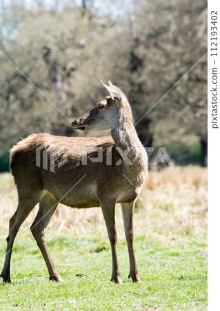 A deer standing on a wide lawn surrounded by branches and large trees that are starting to sprout new buds, in Richmond Park on the outskirts of London. A deer standing on a wide lawn surrounded by branches and large trees that are starting to sprout new buds, in Richmond Park on the outskirts of London. 112193402
