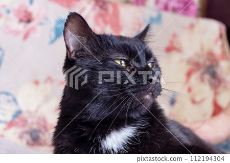 Big black cat at home closeup portrait Big black cat at home closeup portrait 112194304