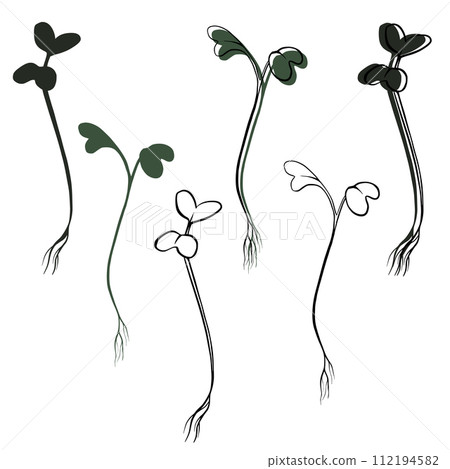 Mustard cress microgreens vector hand drawn illustration. Contour and green plant. Sprouts of mustard cress plant. Set for menu, logo, packaging of proper nutrition, microelements, healthy lifestyle Mustard cress microgreens vector hand drawn illustration. Contour and green plant. Sprouts of mustard cress plant. Set for menu, logo, packaging of proper nutrition, microelements, healthy lifestyle 112194582