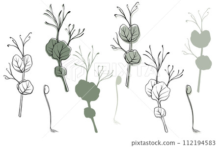 Peas microgreens vector hand drawn illustration. Contour and green plant. Sprouts of Peas plant. Set for design menu, logo, packaging of proper nutrition, microelements, healthy lifestyle Peas microgreens vector hand drawn illustration. Contour and green plant. Sprouts of Peas plant. Set for design menu, logo, packaging of proper nutrition, microelements, healthy lifestyle 112194583