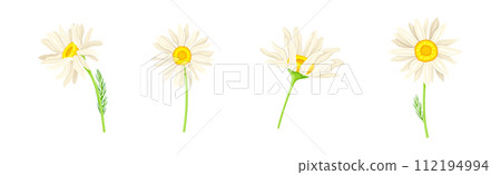 Chamomile Flower on Green Stem with Leaf Vector Set Chamomile Flower on Green Stem with Leaf Vector Set 112194994