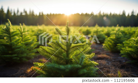 spruce, pine tree, modern business and private entrepreneurship, a gift for a holiday. sun 112195606