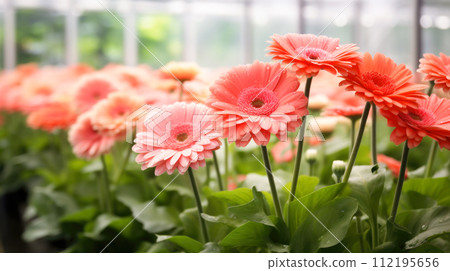 Flowers gerbera in a greenhouse, modern business and private entrepreneurship, a gift for a holiday. 112195656