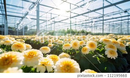 Flowers chrysanthemums in a greenhouse, modern business and private entrepreneurship, a gift for a holiday. 112195668
