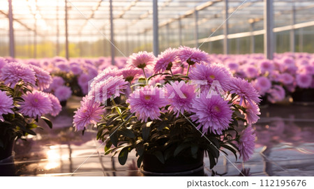 Asters Flowers in a greenhouse, modern business and private entrepreneurship, a gift for a holiday. Pink 112195676