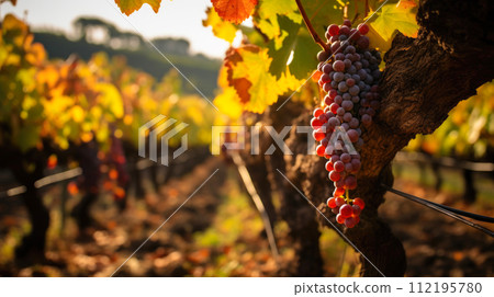 Fruit grape garden, business farming and entrepreneurship, harvest. black 112195780