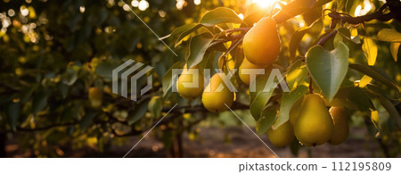 Fruit pear garden, business farming and entrepreneurship, harvest. banner 112195809
