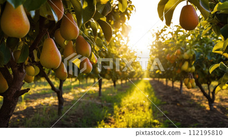 Fruit pear garden, business farming and entrepreneurship, harvest. Ranks 112195810