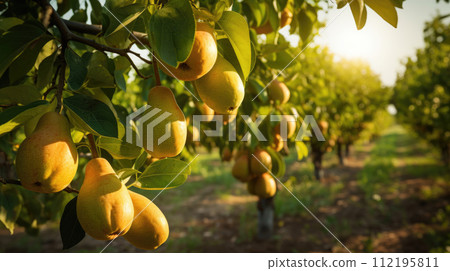 Fruit pear garden, business farming and entrepreneurship, harvest. Fruit pear garden, business farming and entrepreneurship, harvest. 112195811