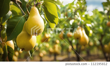Fruit pear garden, business farming and entrepreneurship, harvest. Close Up 112195812