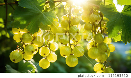 Fruit gooseberry garden, business farming and entrepreneurship, harvest. sun Fruit gooseberry garden, business farming and entrepreneurship, harvest. sun 112195830