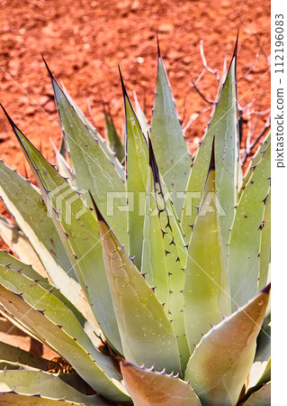 Agave Plant Close-Up with Water Droplets and Desert Blur Background Agave Plant Close-Up with Water Droplets and Desert Blur Background 112196083