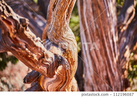 Gnarled Tree Trunk Textures in Natural Light - Sedona Close-Up Gnarled Tree Trunk Textures in Natural Light - Sedona Close-Up 112196087