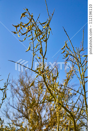 Bare Tree Branches with Seed Pods Against Blue Sky Bare Tree Branches with Seed Pods Against Blue Sky 112196110