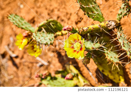 Vibrant Yellow Cactus Flower in Desert, Eye-Level View Vibrant Yellow Cactus Flower in Desert, Eye-Level View 112196121