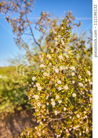 Golden Hour Blossoms: White Flowering Shrub Close-Up 112196132