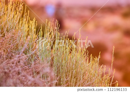 Golden Hour Desert Grass Close-Up in Warm Tones 112196133