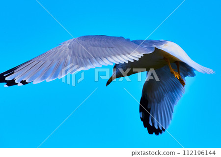 Seagull in Flight Against Blue Sky - Wingspan Highlighted Seagull in Flight Against Blue Sky - Wingspan Highlighted 112196144