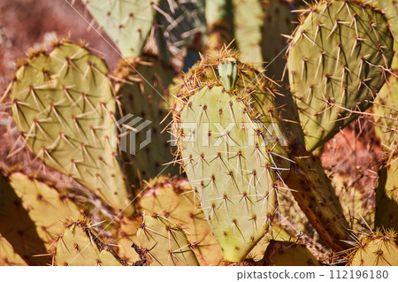 Prickly Pear Cacti Close-Up in Arid Desert Landscape Prickly Pear Cacti Close-Up in Arid Desert Landscape 112196180
