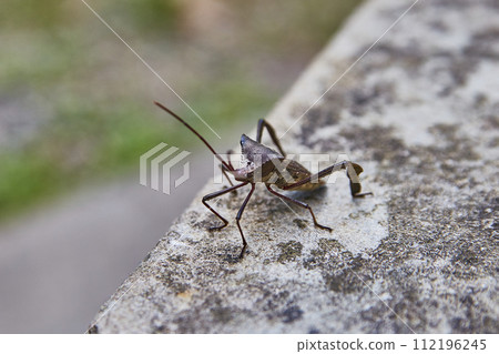 Stink Bug on Textured Concrete, Macro Perspective Stink Bug on Textured Concrete, Macro Perspective 112196245