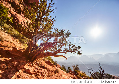 Resilient Desert Tree at Golden Hour, Sedona Landscape Resilient Desert Tree at Golden Hour, Sedona Landscape 112196247