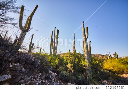 Saguaro Cacti in Arizona Desert at Golden Hour 112196261