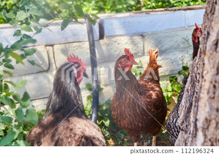 Free-Range Chickens in Sunlit Backyard with White Wall, Eye-Level View Free-Range Chickens in Sunlit Backyard with White Wall, Eye-Level View 112196324