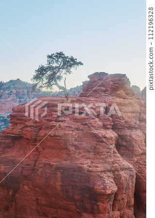 Solitary Tree on Red Rock Formation, Sedona at Golden Hour Solitary Tree on Red Rock Formation, Sedona at Golden Hour 112196328