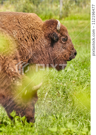Serene Bison Profile in Natural Grassland Setting at Wolf Park Serene Bison Profile in Natural Grassland Setting at Wolf Park 112196477