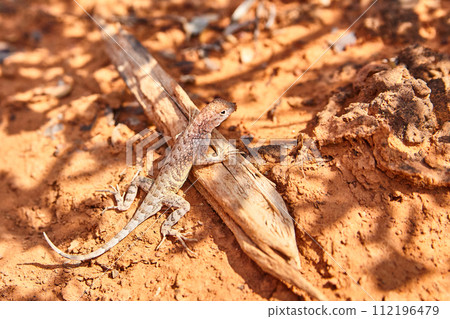 Desert Lizard Camouflage on Wood, Sedona Ground-Level View 112196479