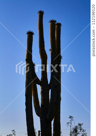 Saguaro Cactus Silhouette Against Blue Sky, Desert Resilience Saguaro Cactus Silhouette Against Blue Sky, Desert Resilience 112196520