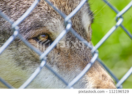 Wolf Eye Behind Chain-Link Fence at Wildlife Sanctuary 112196529
