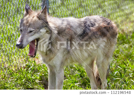 Profile of Panting Wolf in Sunlit Sanctuary Profile of Panting Wolf in Sunlit Sanctuary 112196548