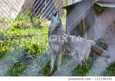 Coyote Howling at Wildlife Sanctuary, Eye-Level View Coyote Howling at Wildlife Sanctuary, Eye-Level View 112196563
