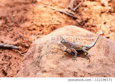 Camo Lizard on Sedona Rock in Desert Habitat Camo Lizard on Sedona Rock in Desert Habitat 112196571