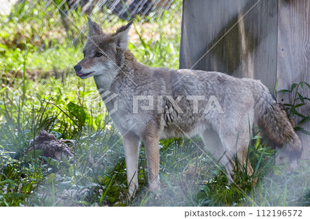 Alert Coyote in Sanctuary, Profile View with Fences Alert Coyote in Sanctuary, Profile View with Fences 112196572