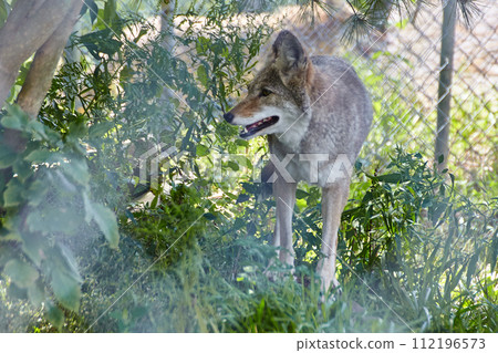 Alert Coyote in Lush Greenery with Fence, Eye Level View Alert Coyote in Lush Greenery with Fence, Eye Level View 112196573