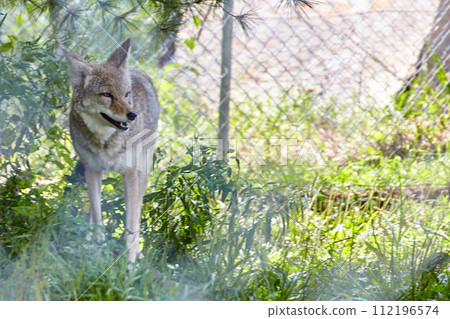 Calm Coyote in Grassland at Wolf Park, Eye-Level View Calm Coyote in Grassland at Wolf Park, Eye-Level View 112196574