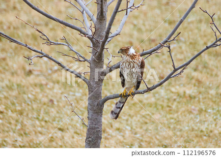 Majestic Hawk Perched on Winter Tree Branch 112196576