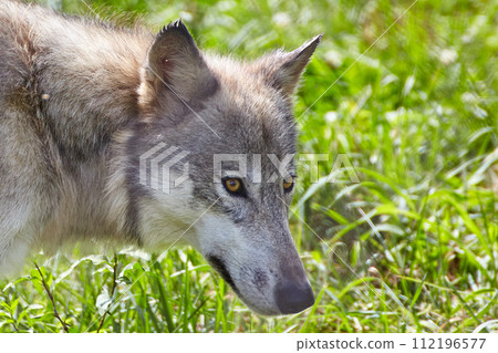 Alert Grey Wolf in Natural Habitat with Lush Greenery - Close-up View 112196577