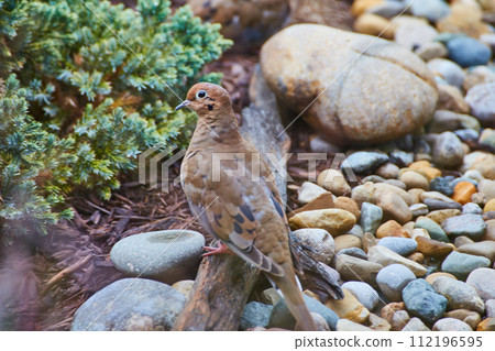 Tranquil Dove on Stone in Natural Setting - Profile View 112196595