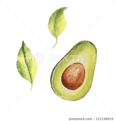 Avocado half fruit drawing with leaves. Hand drawn botanical watercolor illustration on white background. Avocado half fruit drawing with leaves. Hand drawn botanical watercolor illustration on white background. 112196629