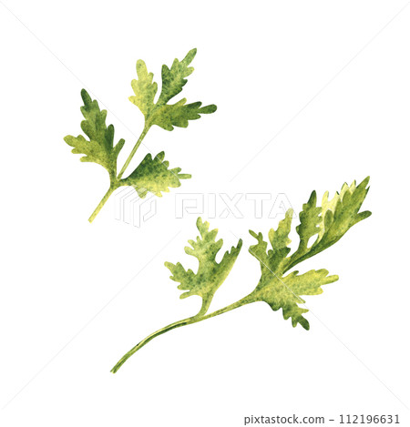 Parsley plant. Top and side view. Hand drawn botanical watercolor herb illustration isolated on white background. Parsley plant. Top and side view. Hand drawn botanical watercolor herb illustration isolated on white background. 112196631