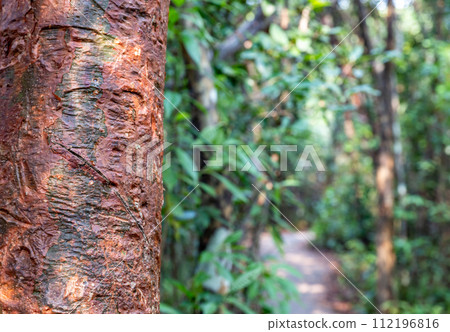 selective focus on the bark of a Gumbo limbo tree along trail path at Everglades National Park selective focus on the bark of a Gumbo limbo tree along trail path at Everglades National Park 112196816