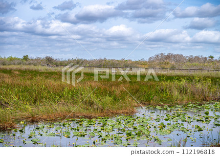 view of the open wetland of the Florida Everglades swamp Anhinga Trail with boardwalk in background view of the open wetland of the Florida Everglades swamp Anhinga Trail with boardwalk in background 112196818
