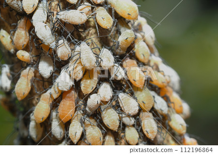 A type of aphid (colony) 112196864