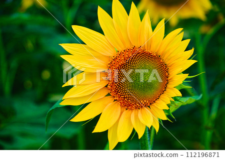 The image focuses on a yellow sunflower with intricate details visible. 112196871