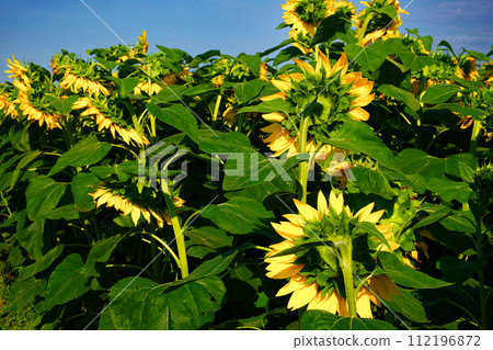 A cluster of sunflowers, their yellow petals contrasting the blue sky. 112196872
