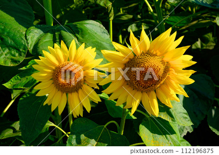 Sunlit sunflowers with vibrant petals and detailed centers stand out against a backdrop of lush greenery. 112196875